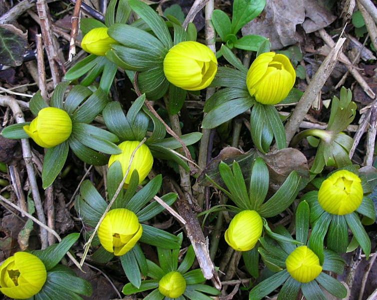 Eranthis hyemalis / Pie'' di gallo